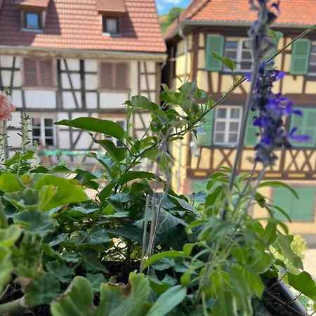 Petit Cocon Alsacien A Barr